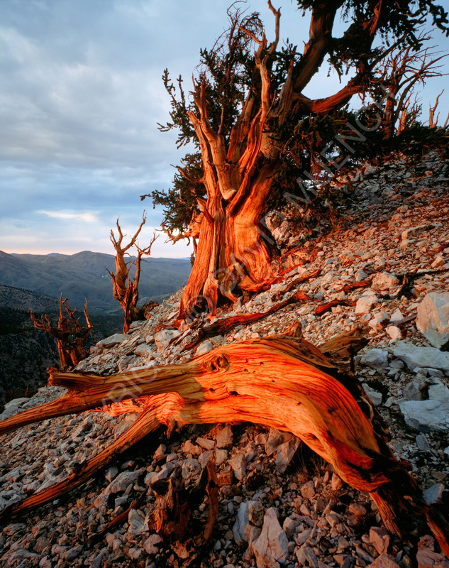 Ancient Bristlecone Pines By David Muench Ancient Bristlecone Pines By David Muench